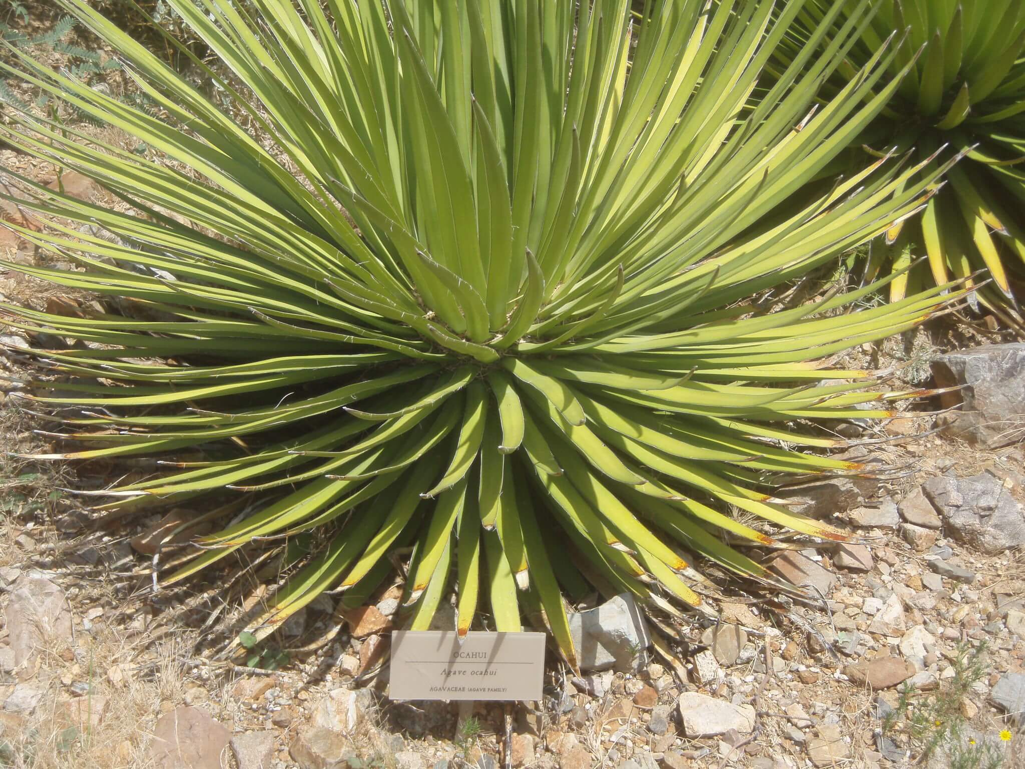 Agave attenuata x Agave ocahui